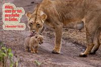 821 - 1 Kor 16,14 - JL24 - Löwenbaby1