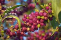 810 - 1 Kor 16,14 - JL24 - Trauben rot