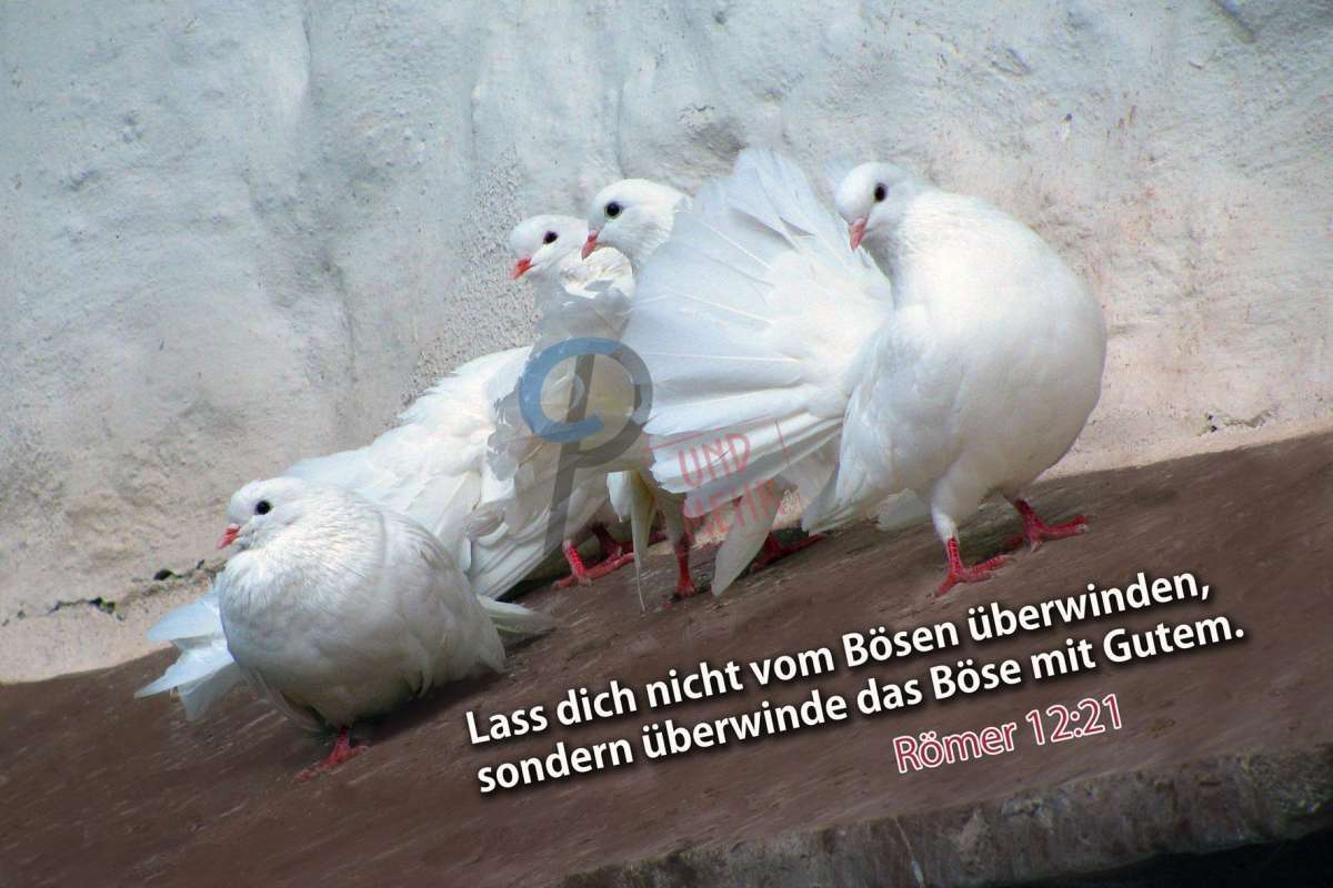 Römer 1221, Lass dich nicht vom Bösen überwinden, sondern überwinde das Böse mit Gutem, Tauben