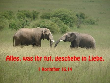 807 - 1 Kor 16,14 - JL24 - Elefanten