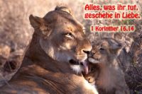 822 - 1 Kor 16,14 - JL24 - Löwenbaby2