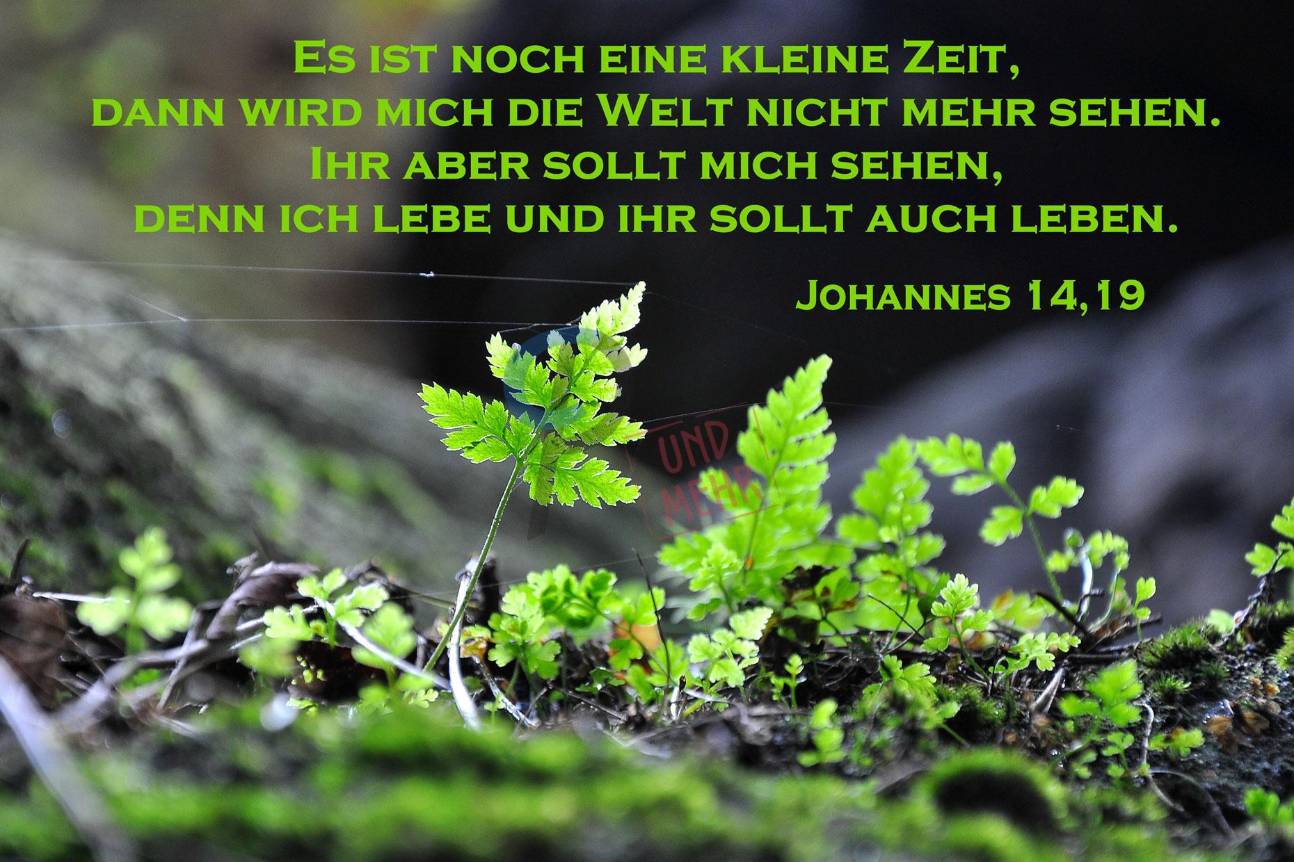 374 - Johannes 14,19 | Christliche Poster